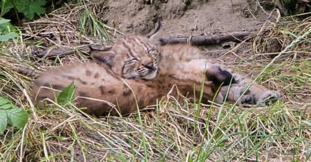 Nowi mieszkańcy Śląskiego Ogrodu Zoologicznego. "Wspaniała wiadomość"