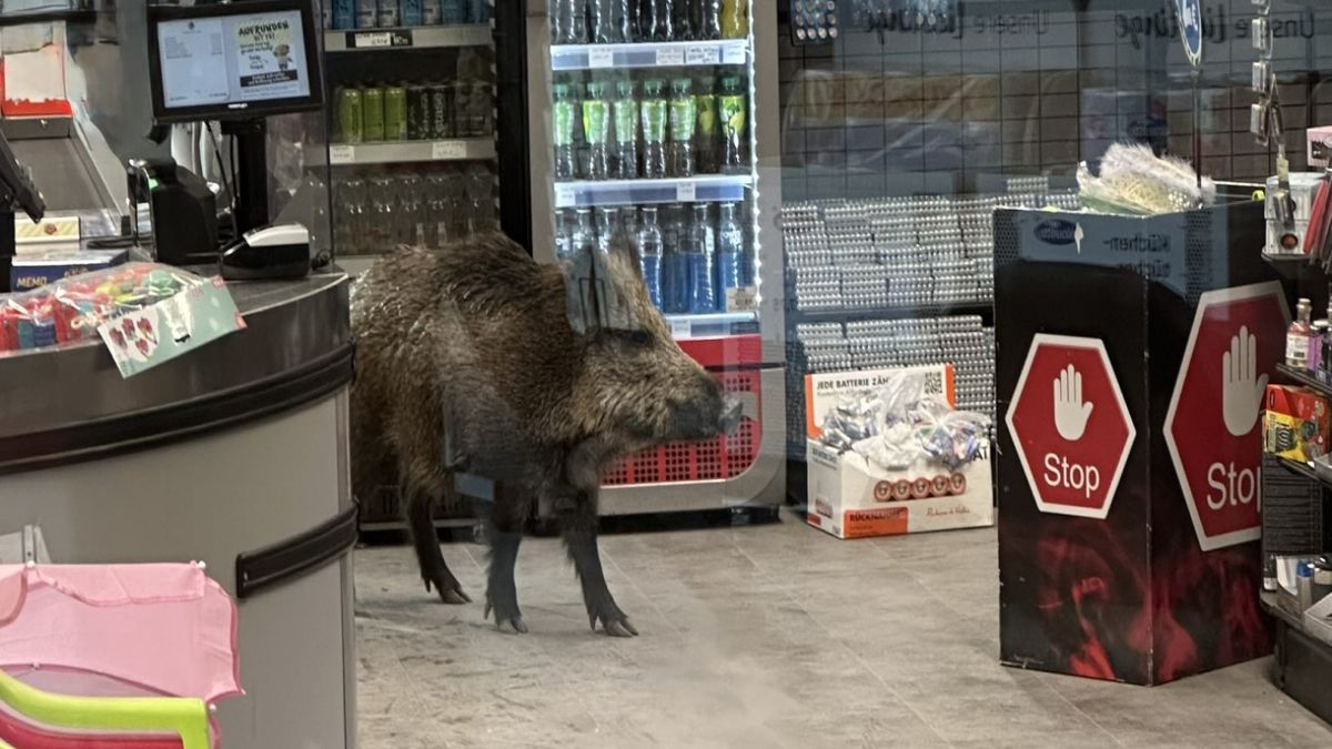 Dzik w berlińskim centrum handlowym
