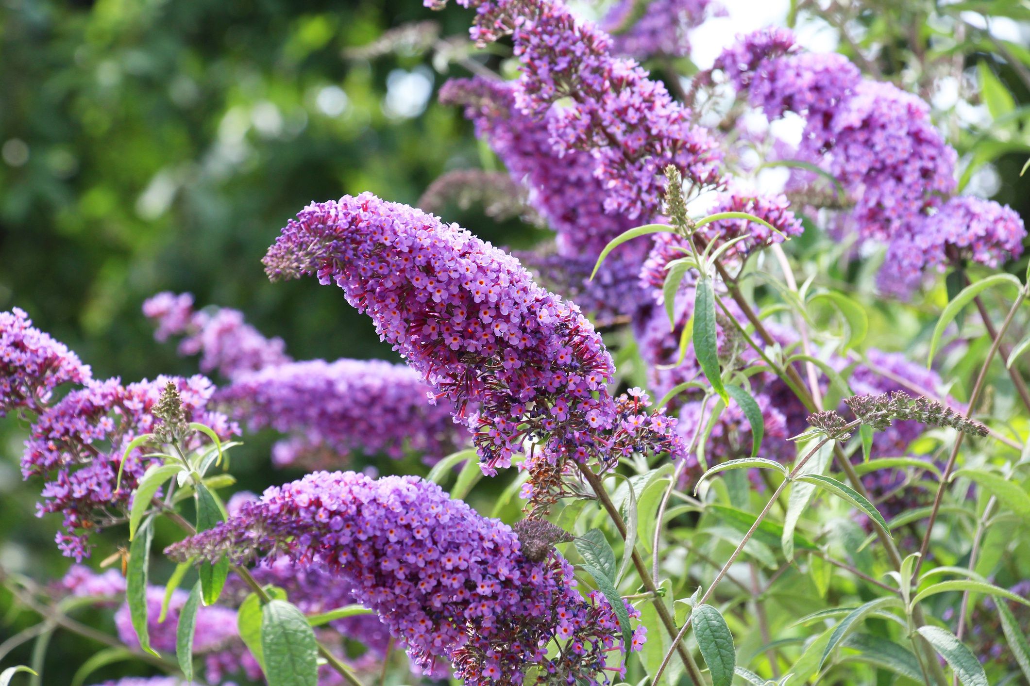 Buddleja Davida