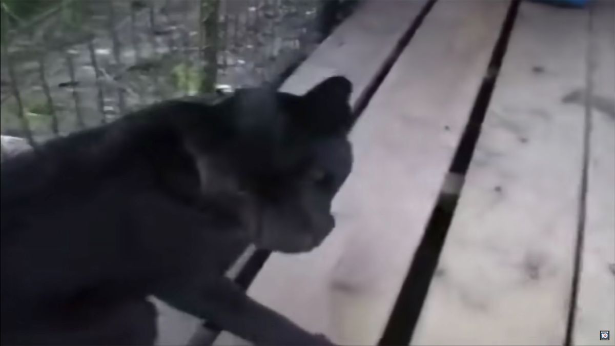 Miało być selfie z panterą, a skończyło się licznymi operacjami. Było niebezpiecznie! 1