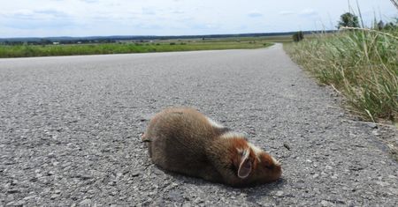 Pojawiły się nowe znaki drogowe. Chodzi o ochronę wymierającego gatunku