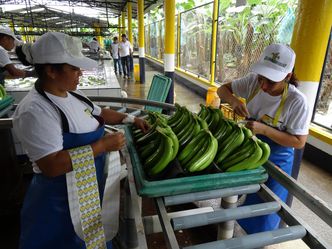 Bananowy biznes w Polsce. Jesteśmy eksporterem, wysyłamy setki ton rocznie