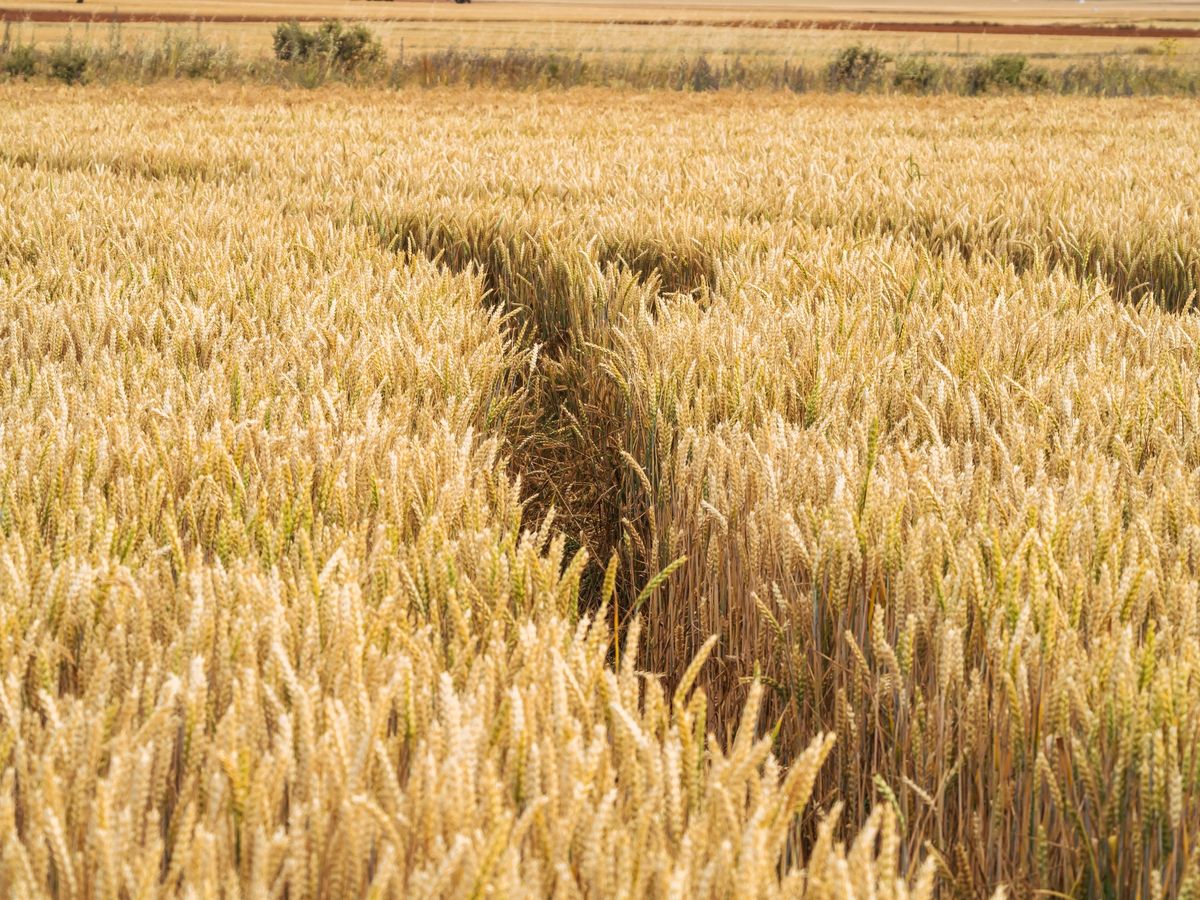 Już połowa wszystkich zapasów zbóż, kukurydzy i ryżu znajduje się obecnie w Chinach 