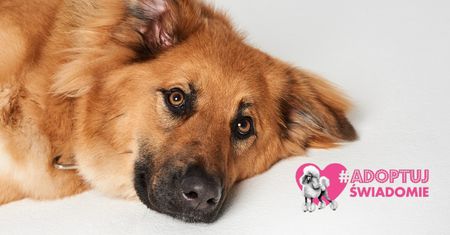 Roczna Mabaya przeszła metamorfozę w psim SPA! Pudelek szuka dla niej domu #AdoptujŚwiadomie