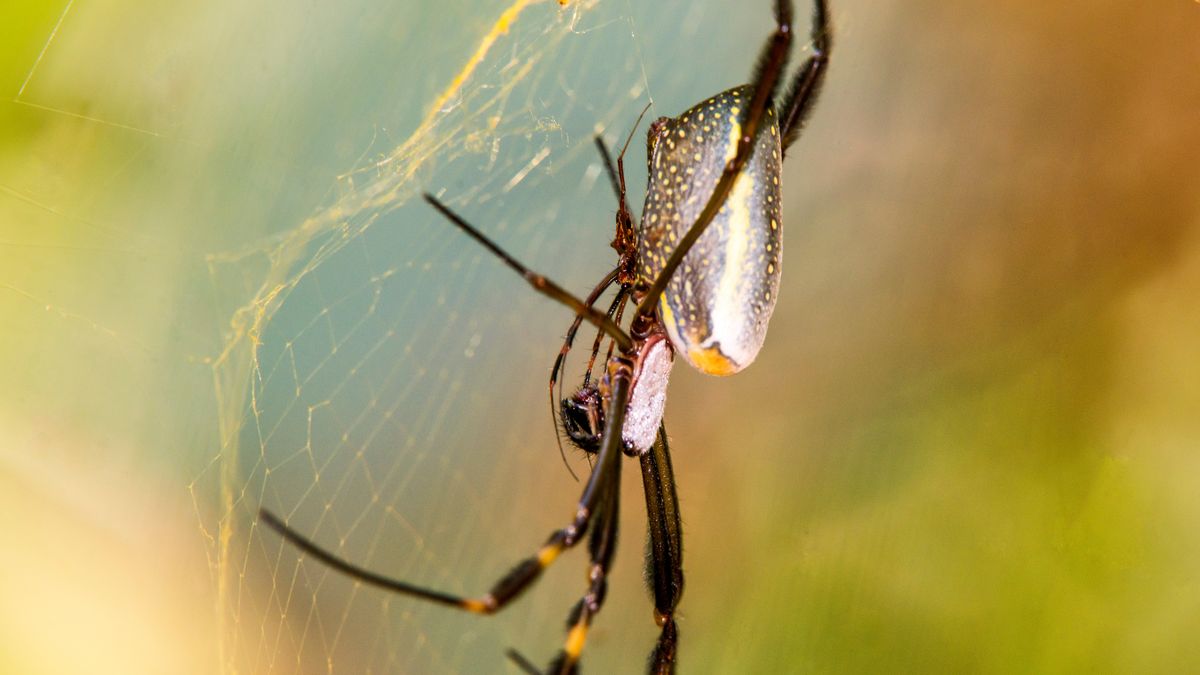 Niezwykły zwyczaj godowy pająków przeraził mieszkańców Brazylii