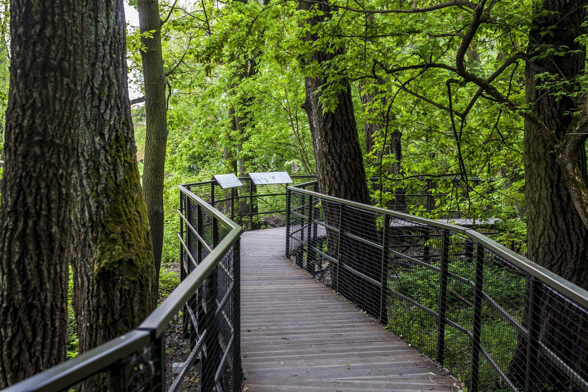Na ścieżce w koronach drzew można się oderwać od codziennych trosk.