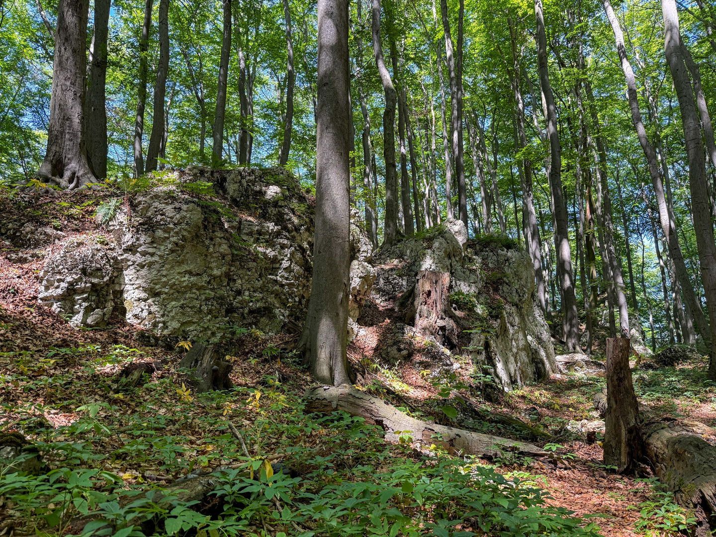Rezerwat Przyrody Pazurek