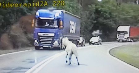 Kucyk uciekał drogą krajową. Gonili go policjanci ze specjalnej grupy "SPEED"