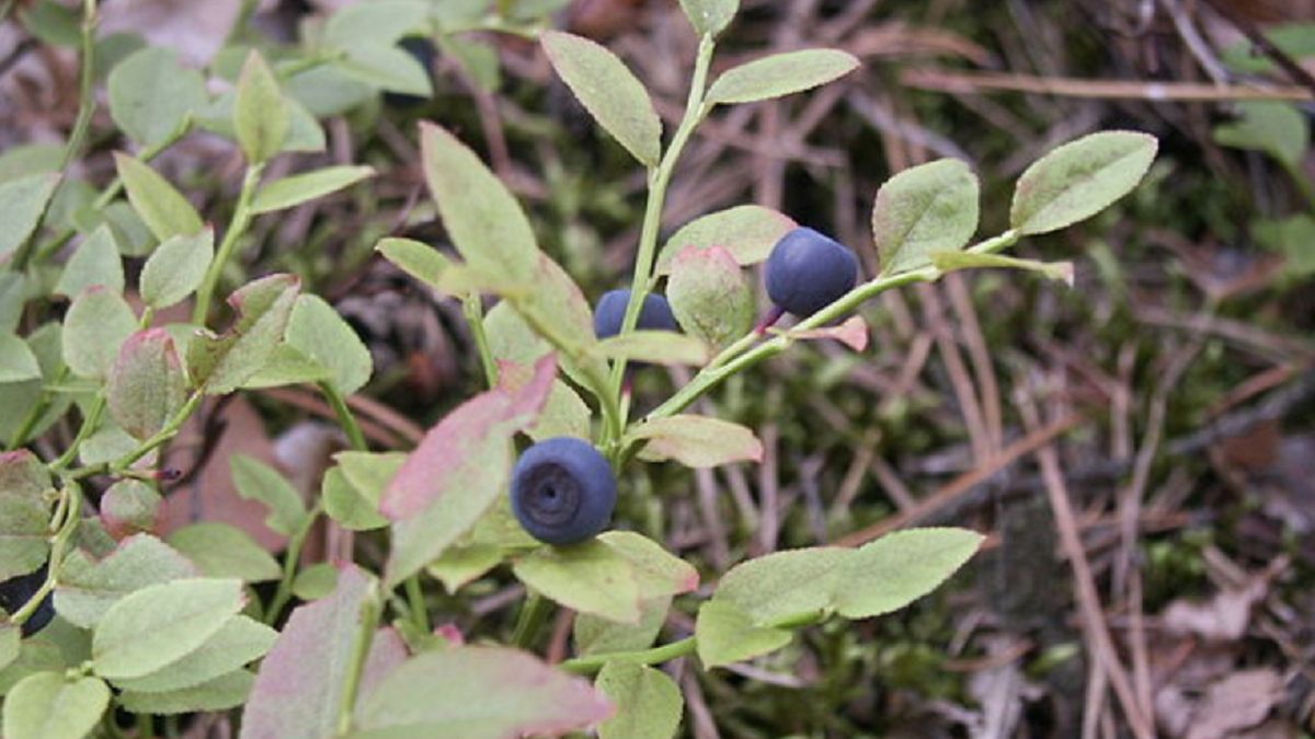 W tym roku nie będzie jagód?