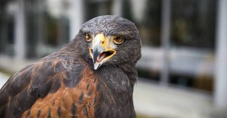 Ptaki drapieżne przeciwko gawronom. Akcja na miasteczku akademickim