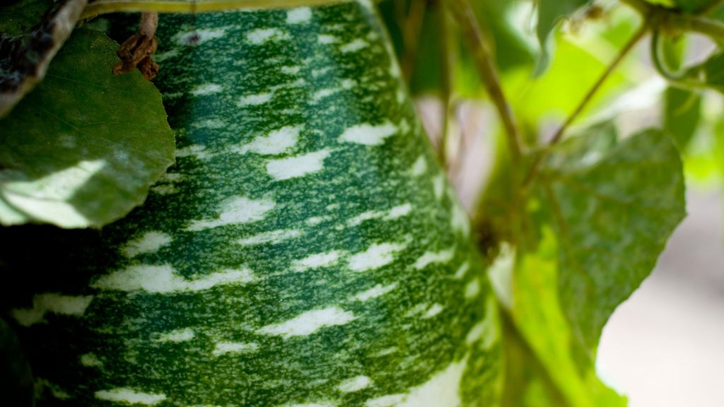 Surowa gurda (tykwa)