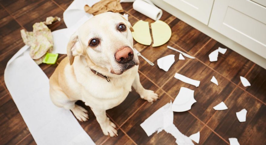 Labrador retriever to idealny pies dla rodzin, chociaż niepozbawiony jest wad
