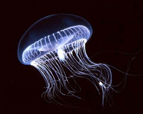 10 zadziwiających organizmów bioluminescencyjnych 10