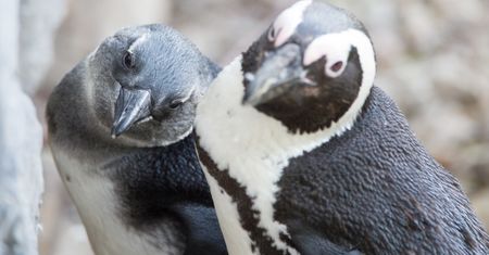 W zoo wykluły się cztery pingwiny przylądkowe