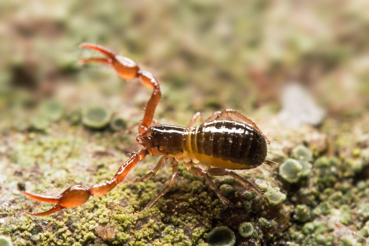 Zaleszczotek do złudzenia przypomina skorpiona