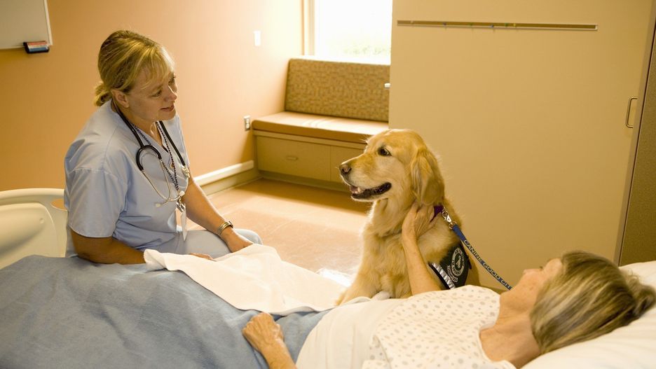 Dog assisted therapy for patient in hospital