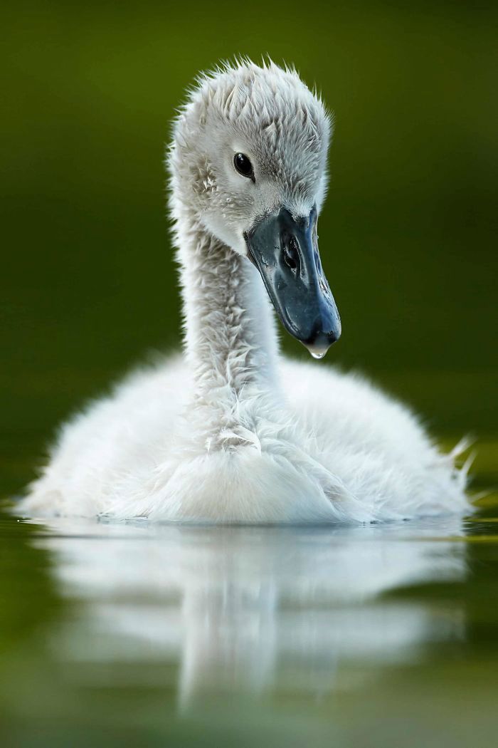 10 lat konkursu British Wildlife Photography Awads. Oto najlepsze zdjęcia 13