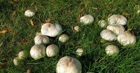 Ten grzyb rośnie dosłownie wszędzie. Idealnie pasuje do pierogów