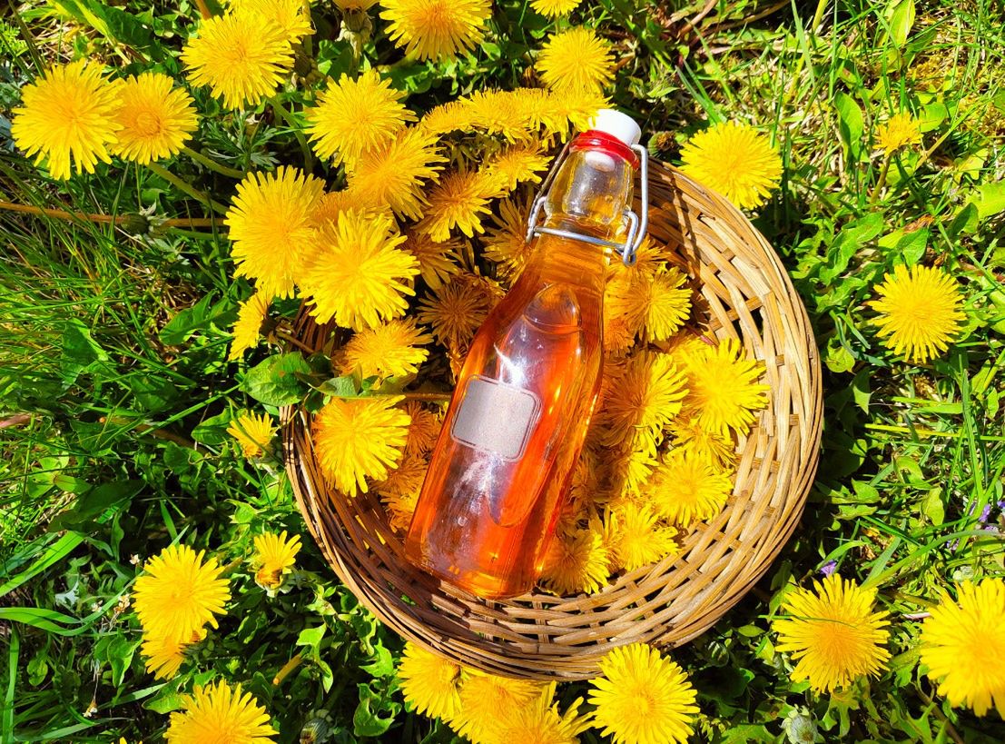 Nalewka z mniszka lekarskiego – na co pomaga? Jak stosować i kiedy?