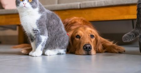 PiESEL dla kota i psa? Polki chcą, aby zwierzęta miały PESEL