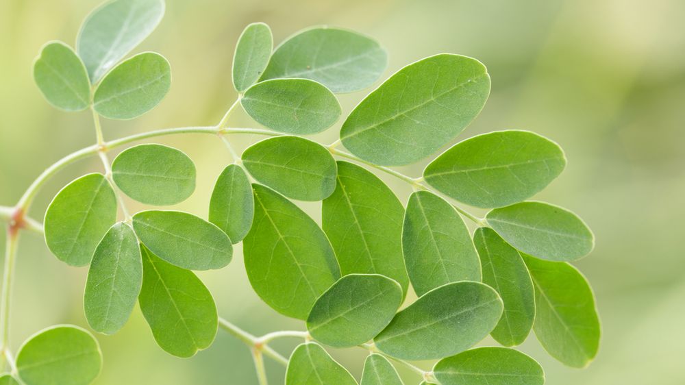 Moringa – charakterystyka, właściwości zdrowotne, przeciwwskazania, gdzie kupić moringę