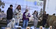 Szczawno-Zdrój: Cudowne psiaki prezentowały się podczas wystawy psów myśliwskich w Dworzysku. Zobaczcie zdjęcia