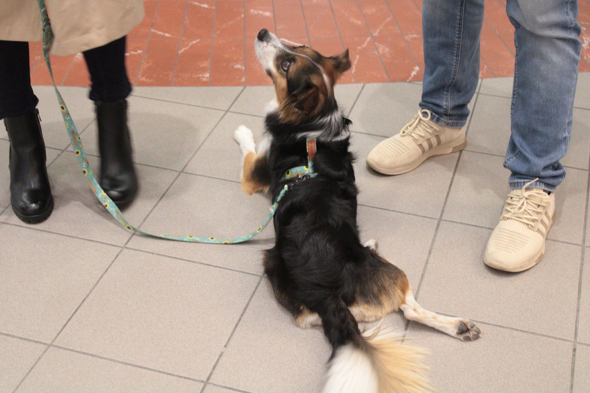 DOGEVENT NA 4 ŁAPACH W FORUM