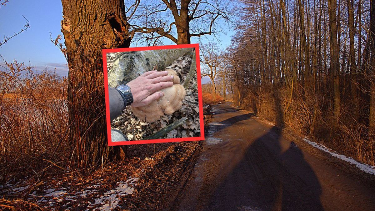 Ogromny grzyb znaleziony w lesie