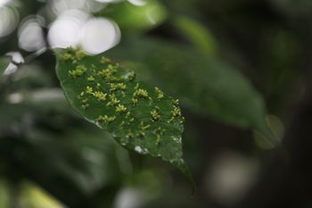 Może być kluczowym świadkiem morderstw. Rośnie w lasach