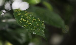 Może być kluczowym świadkiem morderstw. Rośnie w lasach