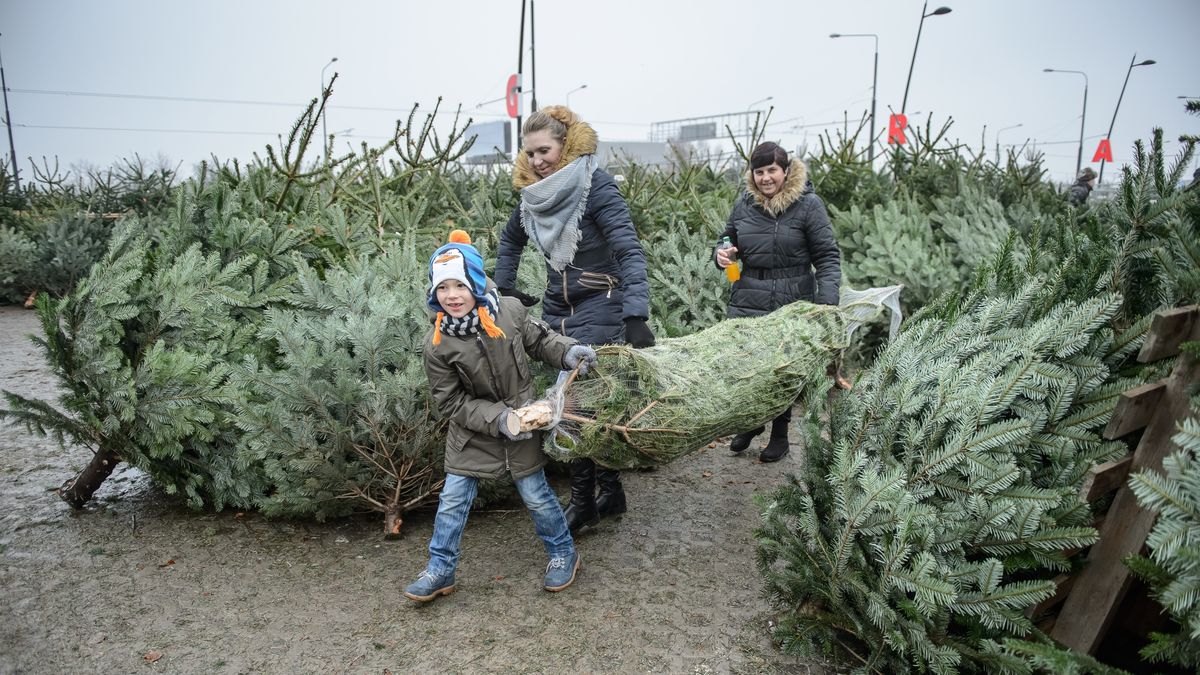 Sprzeda� choinek
Wojciech Pacewicz
Bo�e Narodzenie, choinka, choinki, naturalna, pachn�ca, prawdziwa, sprzeda�, tradycyjna, stoisko, targ, tradycja, �ywa, �ywe