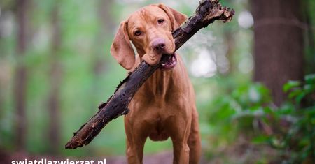 Vizsla – wyżeł węgierski. Inteligentny, wierny i pełen energii pies z Węgier