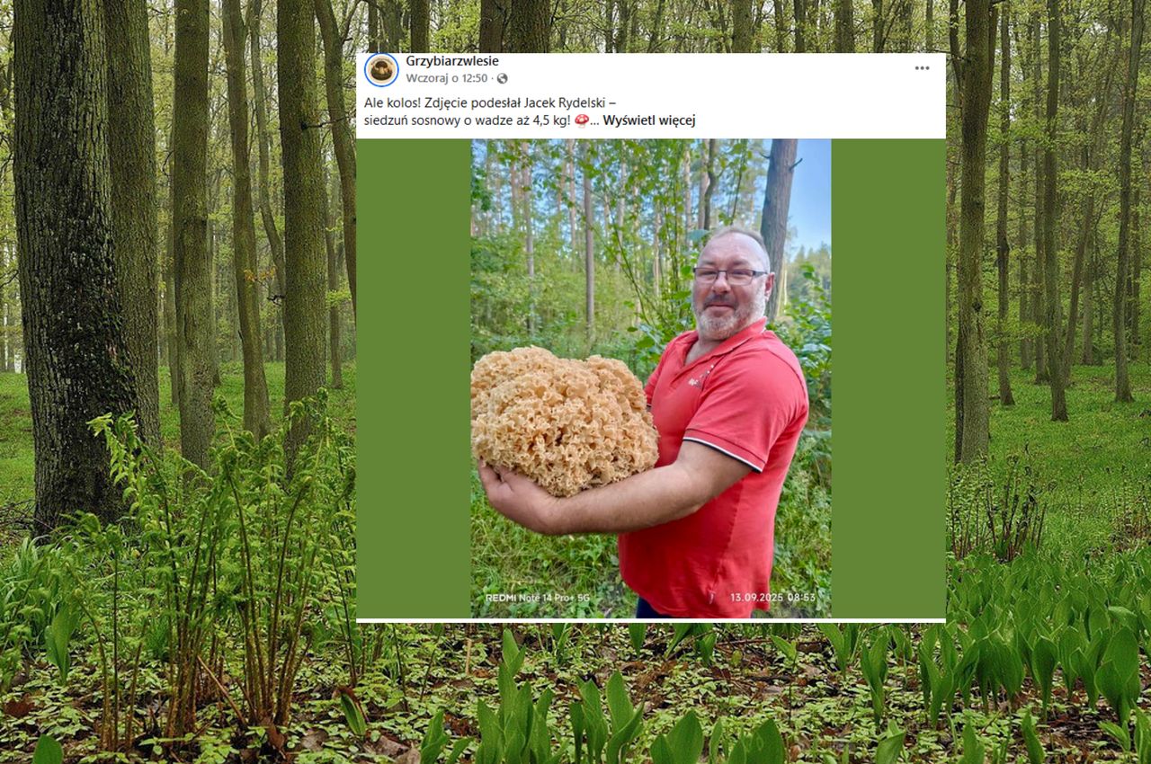 "Ale kolos". Gigantyczny grzyb wywołał burzę w sieci