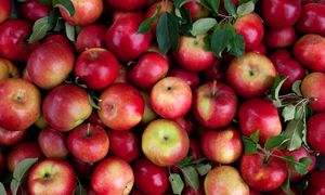 Nie wyrzucaj starych jabłek. Mogą pomóc obniżyć cholesterol