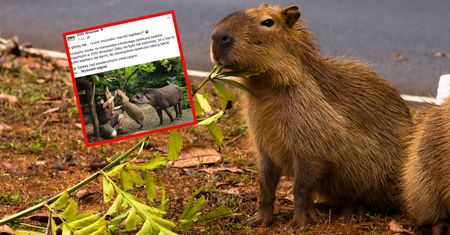 Wrocławskie zoo szuka opiekuna kapibar. Dla wielu to praca marzeń