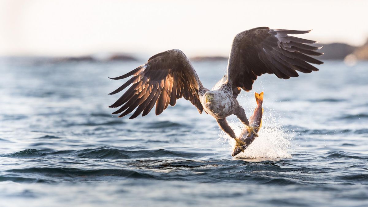 Bielik. Czym się charakteryzuje i jak długo żyje?