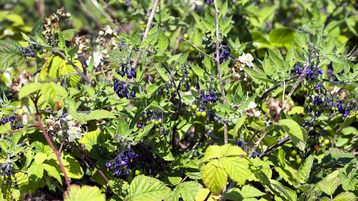 Piękne, ale groźne trujące rośliny w Polsce. Tych okazów uniaj koło domu oraz w parkach