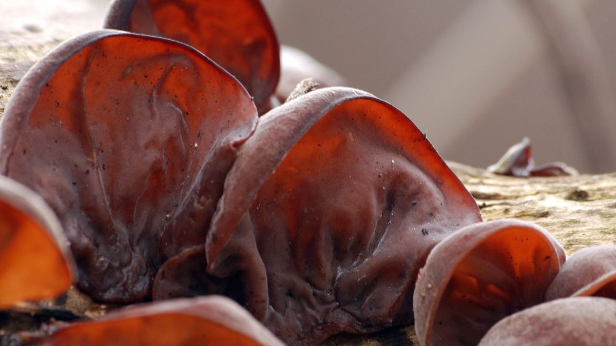 Suszone ucho bzowe - co to jest i jakie ma właściwości