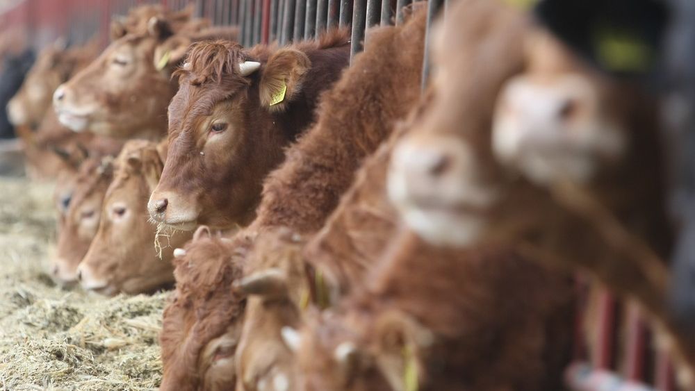 Jeśli zwierzę jest karmione genetycznie modyfikowaną paszą, na produkcie powinna znaleźć się odpowiednia informacja - uważają posłowie.