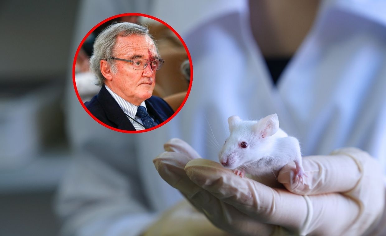 wiadomości,aktualności,WP Wiadomości Sukces hiszpańskich badaczy. Wyleczyli myszy z raka trzustki