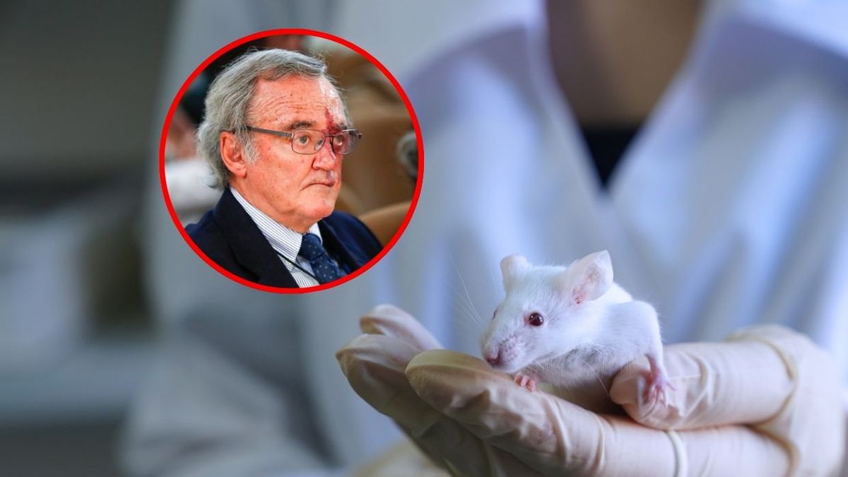 Sukces hiszpańskich badaczy. Wyleczyli myszy z raka trzustki