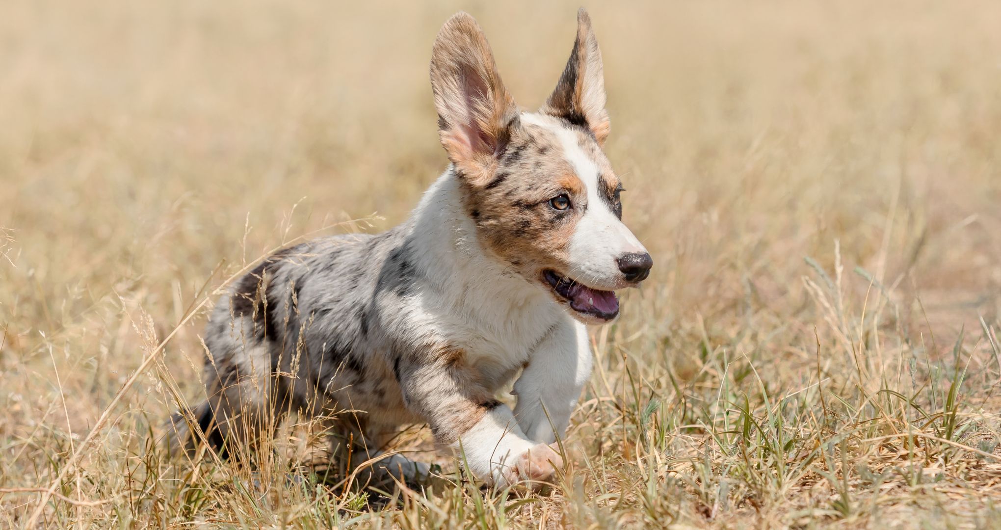 Cardigan Welsh Corgi