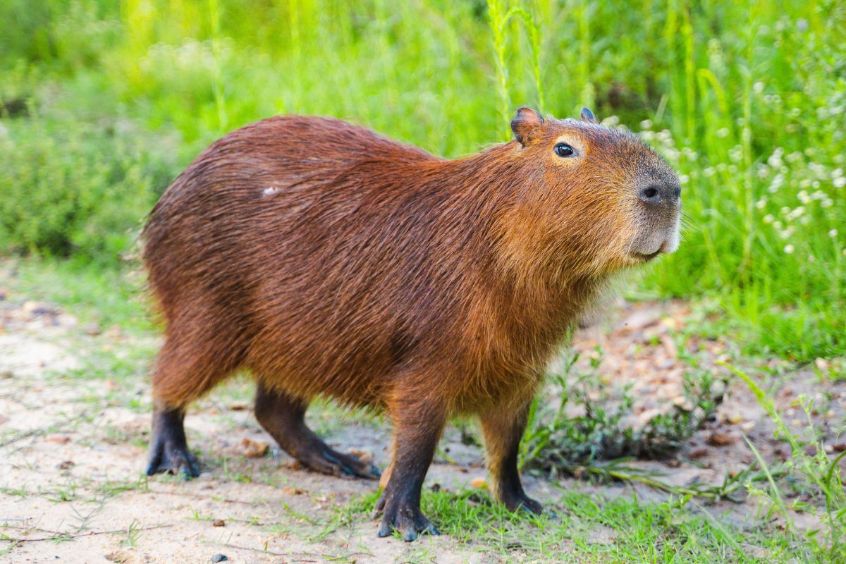 Kapibara — największy gryzoń świata.