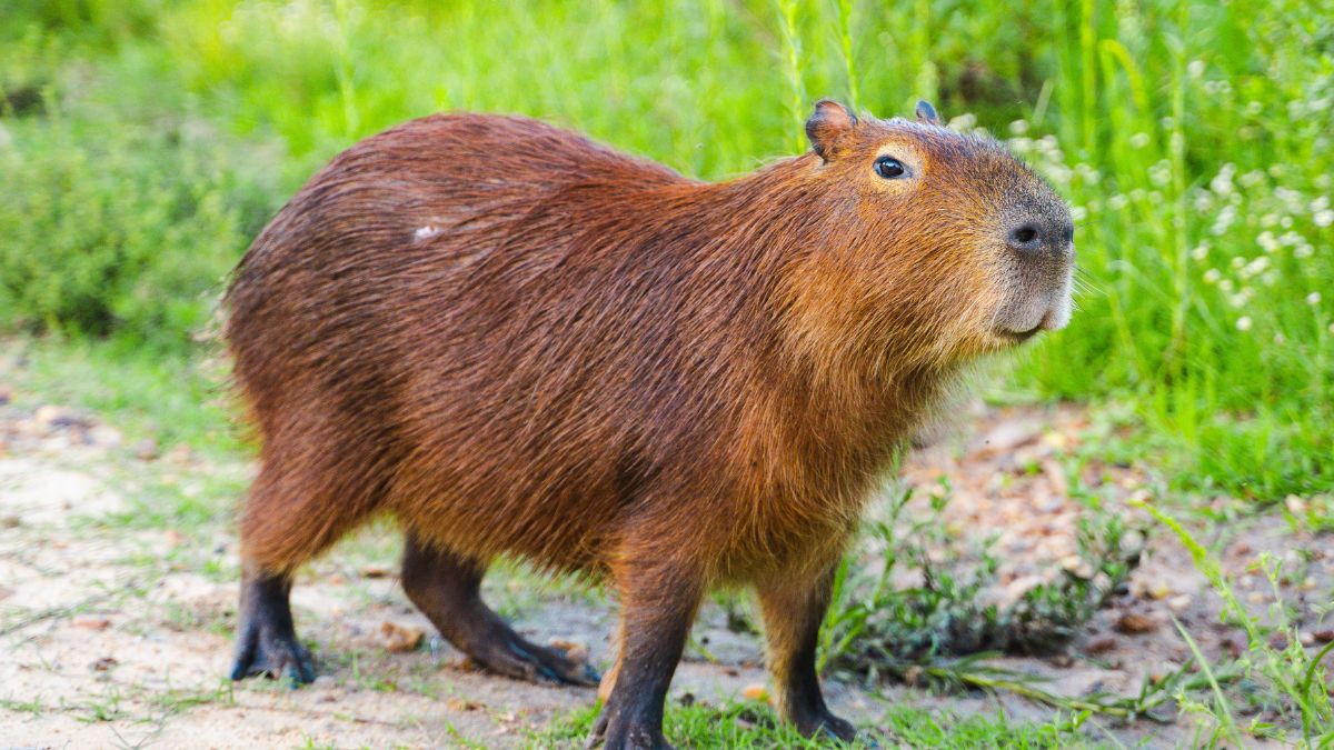 Kapibara — największy gryzoń świata.
