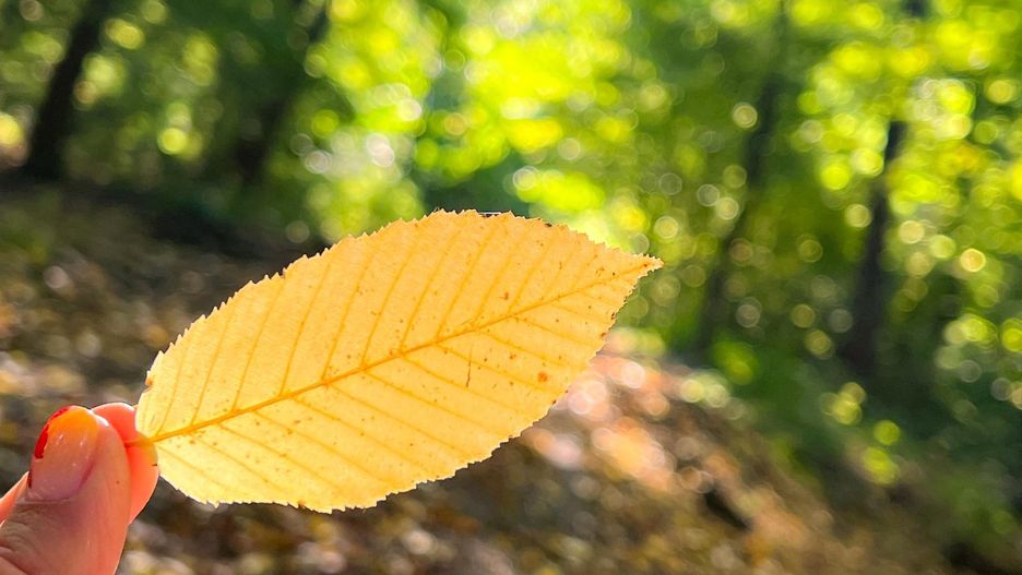 pogoda jesień las liść drzewo