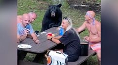 Piknik z niedźwiedziem. Drapieżnik dołączył do rodzinnej imprezy