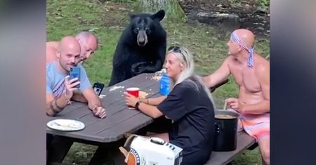 Piknik z niedźwiedziem. Drapieżnik dołączył do rodzinnej imprezy