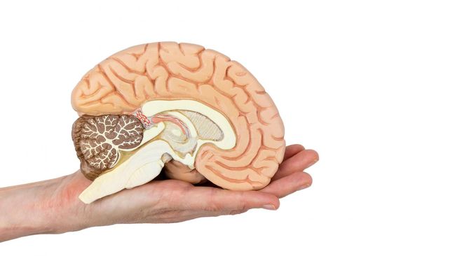 Pień mózgu należy do ośrodkowego układu nerwowego i obejmuje wszystkie twory leżące w podstawie czaszki