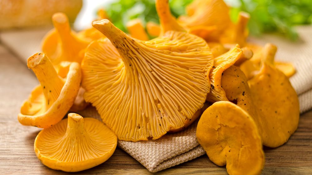 Kurki (grzyby) – do czego warto je wykorzystać?