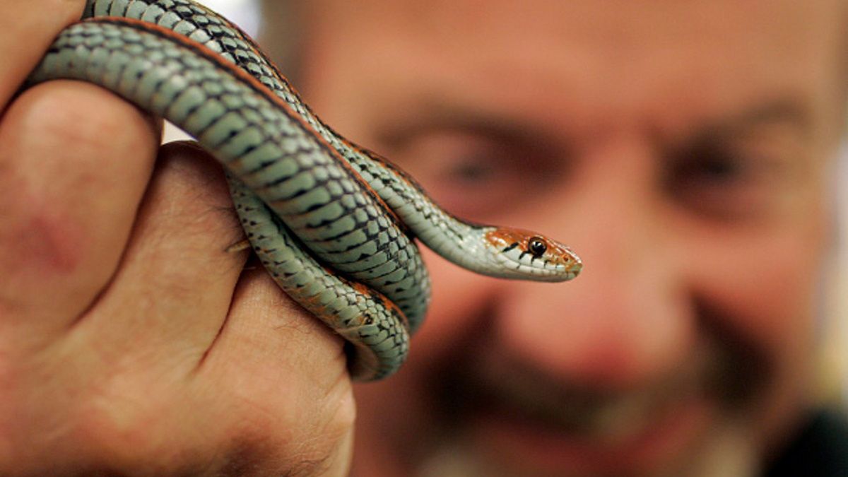 Nietypowy pasażer na gapę w pierwszej klasie. Ludzie wpadli w panikę (zdjęcie ilustracyjne)